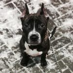 De ce un câine își linge fața: comunicarea în limbajul ritualurilor străvechi de-ce-un-caine-isi-linge-fata-comunicarea-in-limbajul.jpg