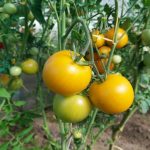 Fertilizator pe bază de urzică: tufișul naturii pentru o recoltă incredibilă de roșii fertilizator-pe-baza-de-urzica-tufisul-naturii-pentru-o-recolta.jpg