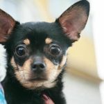 Limitele sunt neclare: modul în care dormitul împreună cu câinele schimbă regulile în casa ta limitele-sunt-neclare-modul-in-care-dormitul-impreuna-cu-cainele.jpg